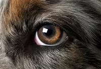 Hunde und Katzen Gutscheine