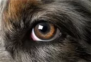 Hunde und Katzen Gutscheine