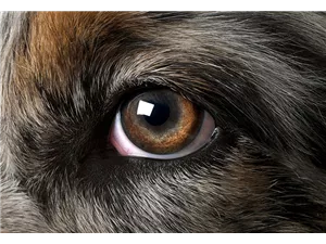 Hunde und Katzen Gutscheine