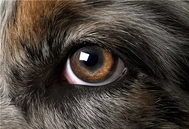 Hunde und Katzen Gutscheine