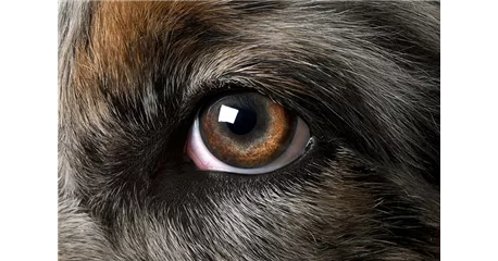 Hunde und Katzen Gutscheine