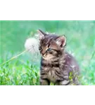 Hunde und Katzen Gutscheine