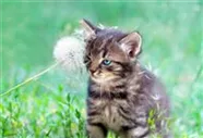 Hunde und Katzen Gutscheine