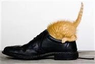 Hunde und Katzen Gutscheine