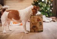 Hunde und Katzen Gutscheine