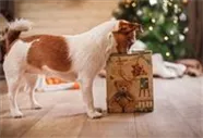 Hunde und Katzen Gutscheine