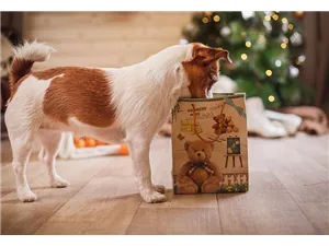  Hunde und Katzen Gutscheine