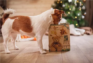 Hunde und Katzen Gutscheine