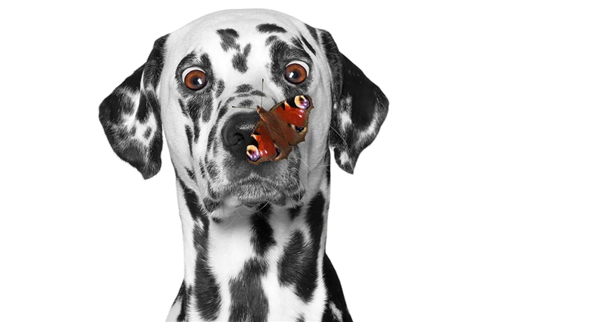 Hunde und Katzen Gutscheine