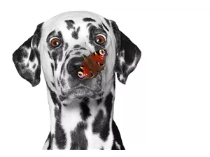  Hunde und Katzen Gutscheine