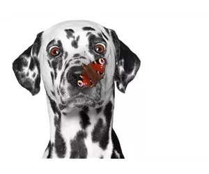  Hunde und Katzen Gutscheine