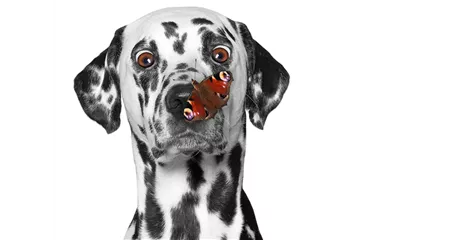 Hunde und Katzen Gutscheine