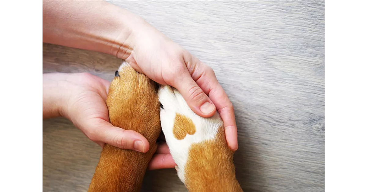 Hunde und Katzen Gutscheine