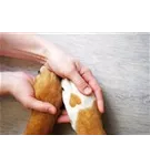 Hunde und Katzen Gutscheine