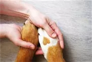 Hunde und Katzen Gutscheine