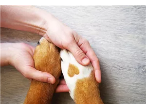  Hunde und Katzen Gutscheine
