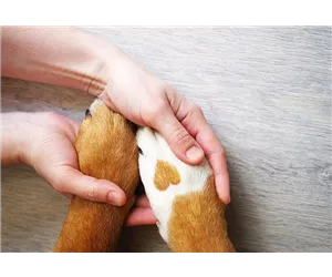  Hunde und Katzen Gutscheine