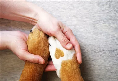 Hunde und Katzen Gutscheine