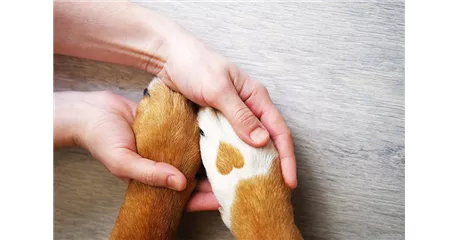 Hunde und Katzen Gutscheine