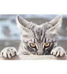 Hunde und Katzen Gutscheine