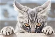 Hunde und Katzen Gutscheine
