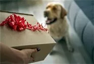 Hunde und Katzen Gutscheine