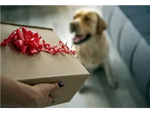  Hunde und Katzen Gutscheine