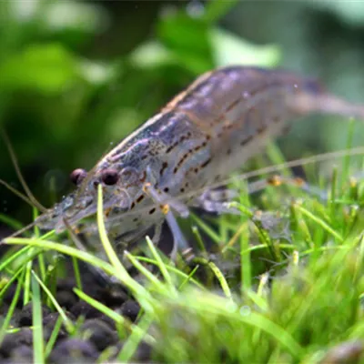 Porträt: Amanogarnele im Süßwasseraquarium