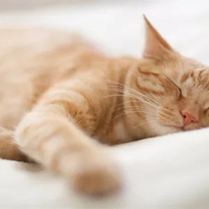 Die Katze entspannen mit Feliway