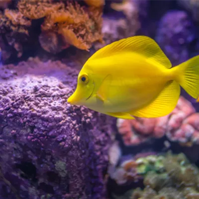 Cyanobakterien im Meerwasseraquarium: So wirst Du sie wieder los