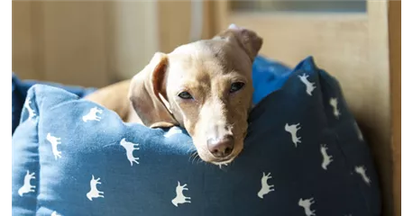 Hundebett selber machen – das solltest Du beachten