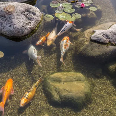 UV-C Lampe für sauberes Wasser im Teich