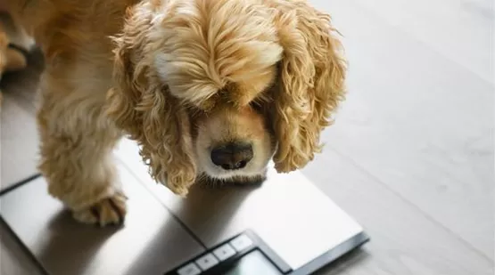 Hund hat Übergewicht, was kann ich tun? | Aquatop
