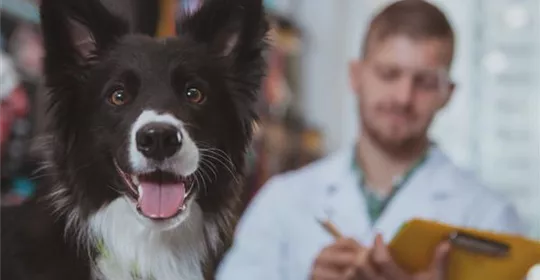 Was-kann-ich-tun-wenn-mein-Hund-übergewichtig-ist.jpg
