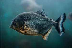 Live-Piranhafütterung