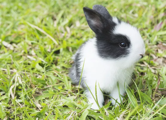 kaninchen_baby.jpg