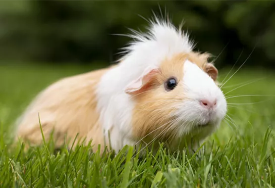 meerschweinchen-in-der-natur.jpg