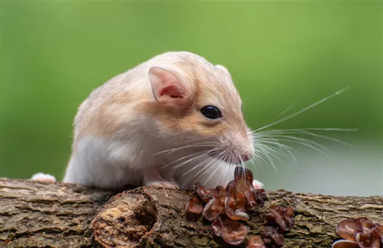 Mongolische-Rennmaus.jpg