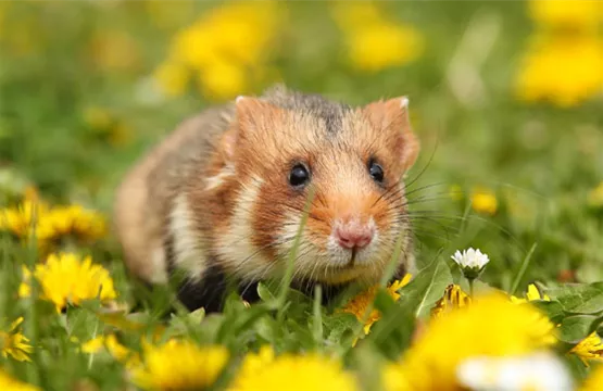 Goldhamster-blumenwiese.jpg