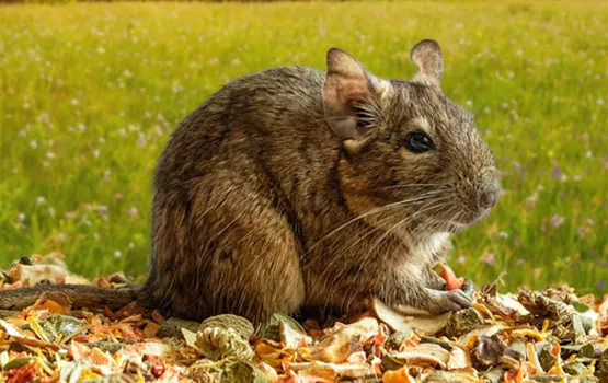 degu-Octodon-degus.jpg