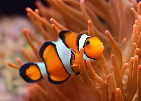 Anemonenfisch_web.jpg