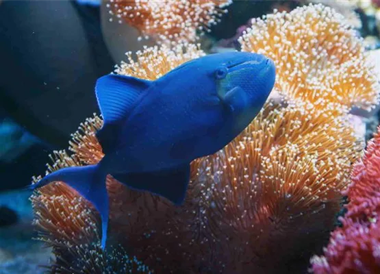 Drueckerfisch_web.jpg