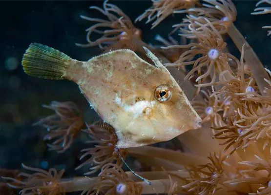 Feilenfisch_web.jpg