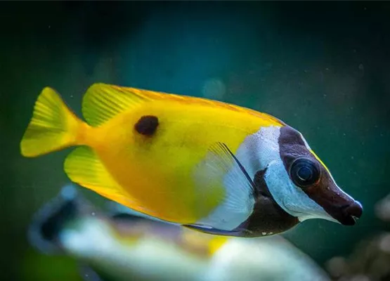 Kaninchenfisch_web.jpg