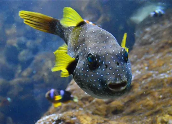 Kugelfisch_web.jpg