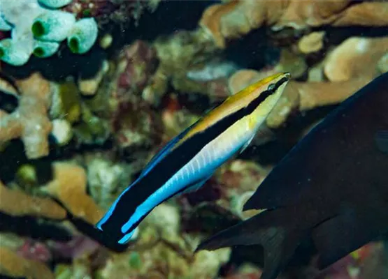 Putzerlippfisch_web.jpg