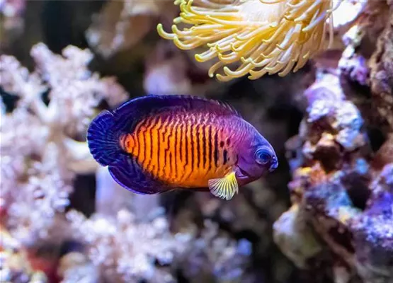 Zwergkaiserfisch_web.jpg