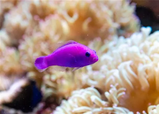 Pseudochromis Fridmani_web.jpg