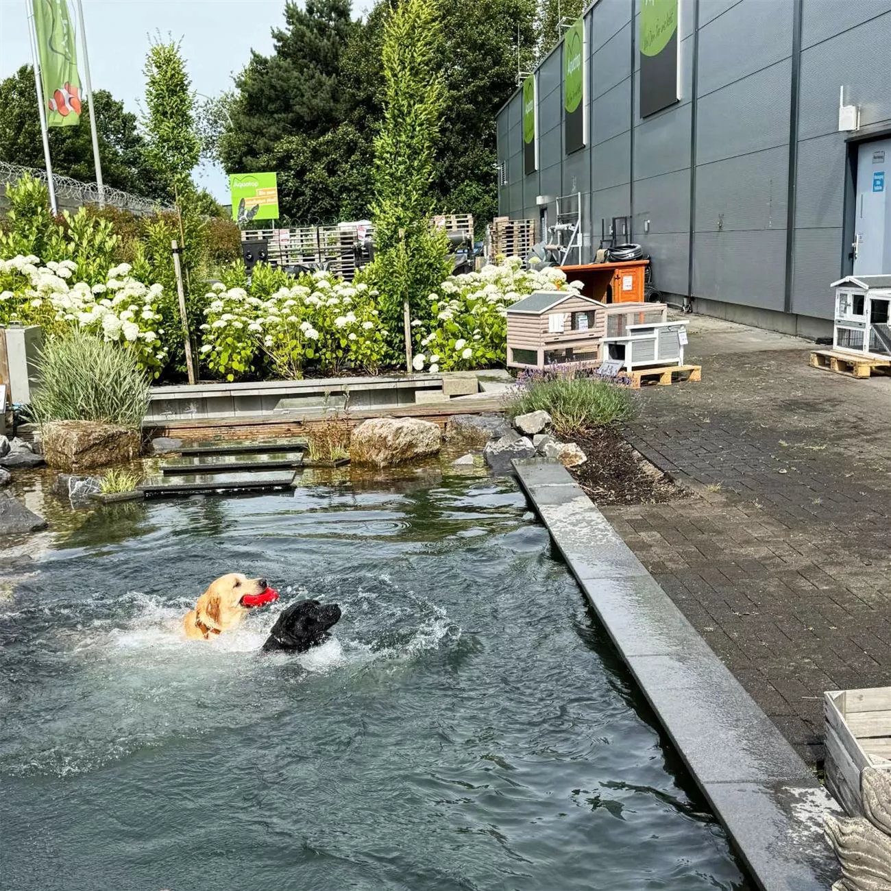 Hunde Poolparty 2024 02 web.jpg
