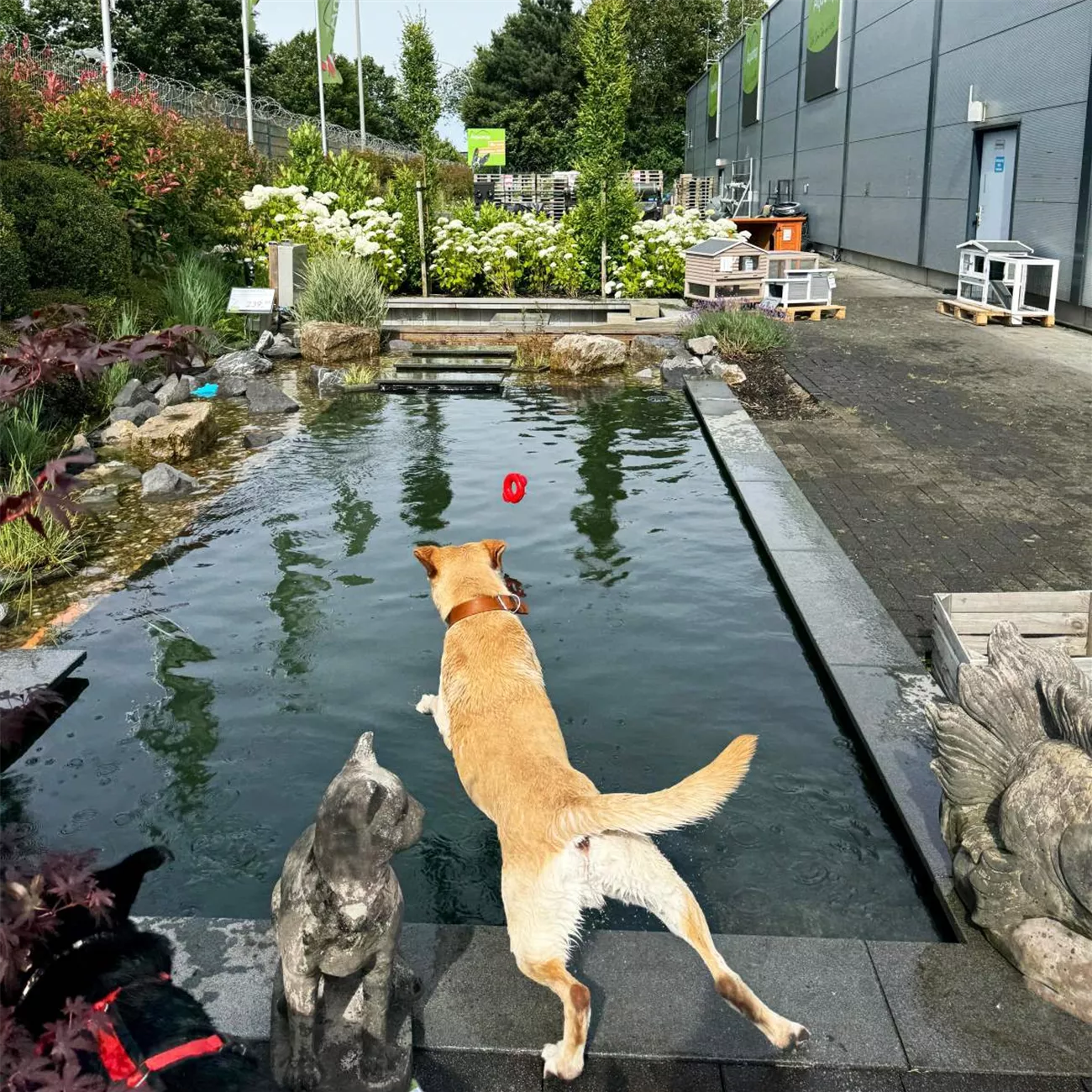 Hunde Poolparty 2024 01 _web.jpg